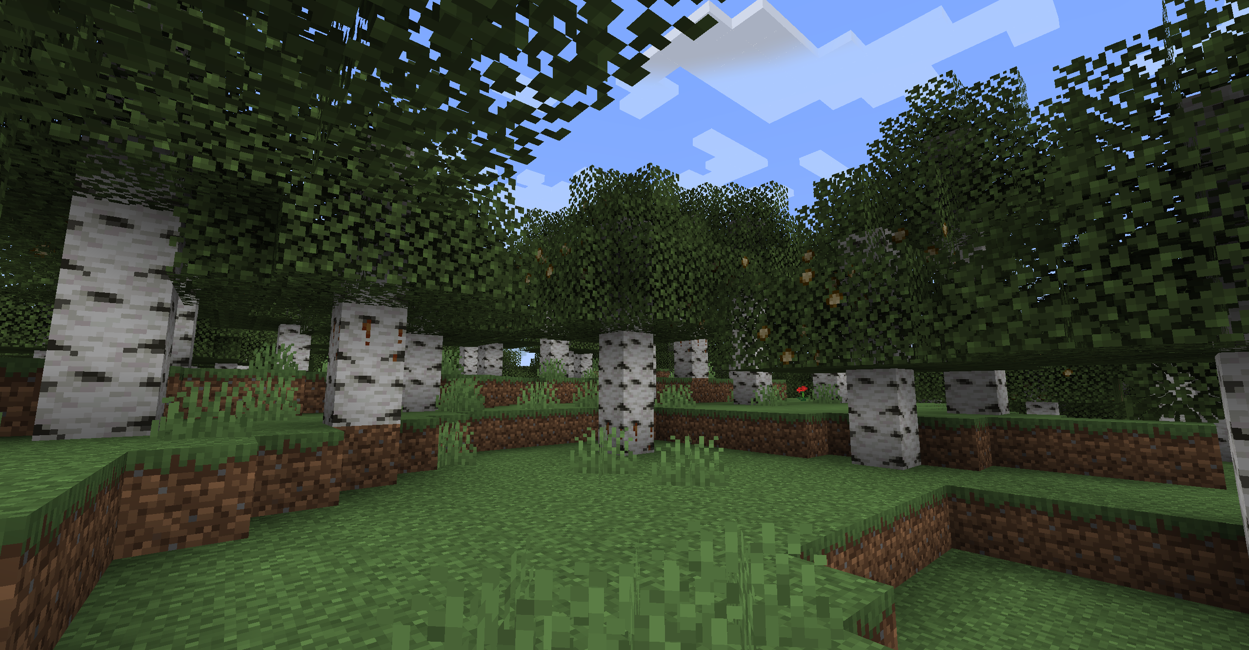 Birch Forest Feature Showcase